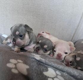 Bulldog francese