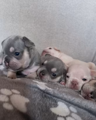 Bulldog francese