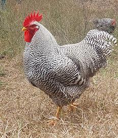 Coppia Amrock- Razza ornamentale