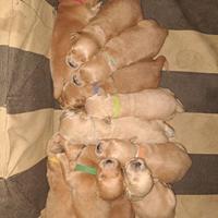 Golden retriver americano