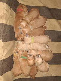 Golden retriver americano