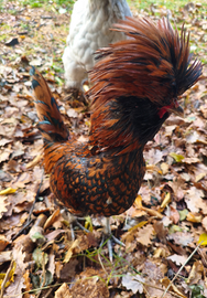 Galli padovana oro orlata nero , orlo , nero