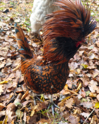 Gallo padovana oro orlata nero , orlo , nero