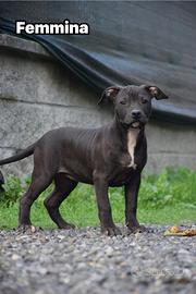 Cuccioli Pit Bull anche a RATE