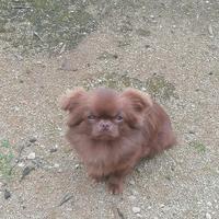 Chihuahua per accoppiamento