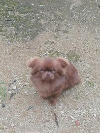 Chihuahua per accoppiamento