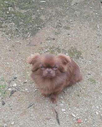 Chihuahua pelo lungo