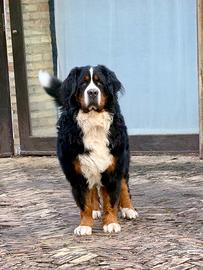 Bovaro del Bernese per accoppiamento