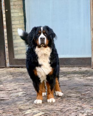 Bovaro del Bernese per accoppiamento