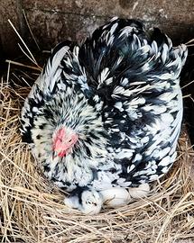 Animali ornamentali