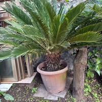 Cicas  piante ornamentali