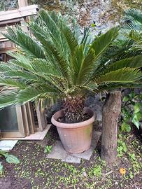 Cicas  piante ornamentali