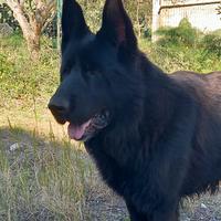 Maschio total black per monta