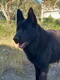 Maschio total black per monta