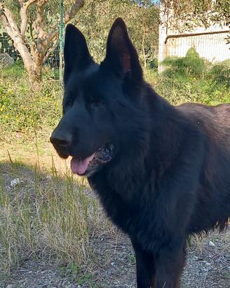 Maschio total black per monta