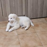Cane di razza pastore maremmano abruzze