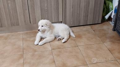 Cane di razza pastore maremmano abruzze