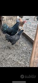 Galline cemani