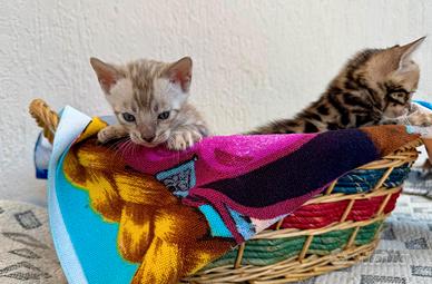 Cuccioli bengal Brown e Mink