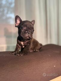 Bulldog francese
