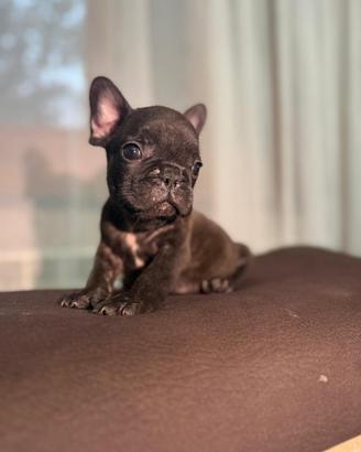Bulldog francese