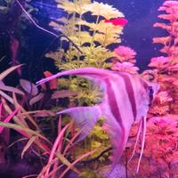 Scalare Altum Orinoco