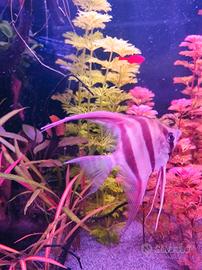 Scalare Altum Orinoco