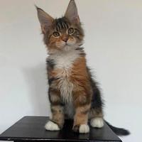 Cuccioli di maine coon