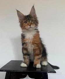 Cuccioli di maine coon