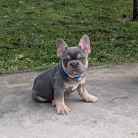 Bulldog francese lilac tan