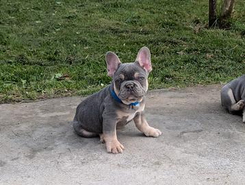 Bulldog francese lilac tan