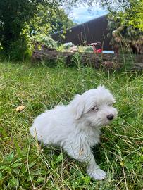 Cane maltese