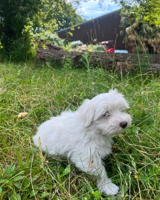 Cane maltese