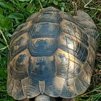 Maschio testudo graeca di 17 anni
