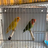 Pappagalli inseparabili coppia