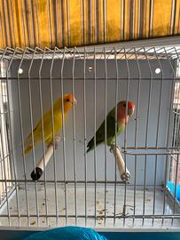 Pappagalli inseparabili coppia