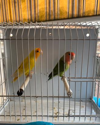 Pappagalli inseparabili coppia