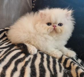Cucciolo gatto persiano