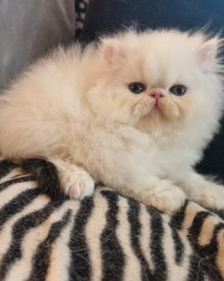 Cucciolo gatto persiano