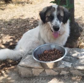 Cucciolone in adozione