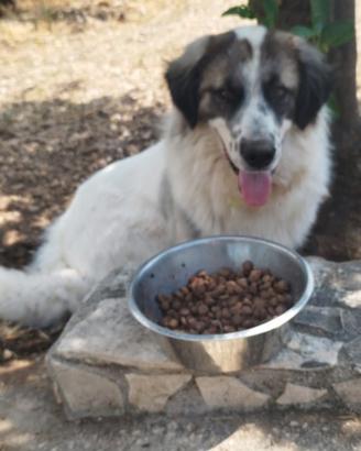 Cucciolone in adozione