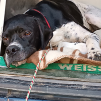 Pointer maschio 4 anni