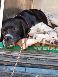 Pointer maschio 4 anni