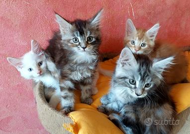 Maine Coon cucciole white, Red, e due Torbie