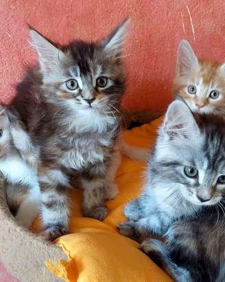 Maine Coon cucciole white, Red, e due Torbie