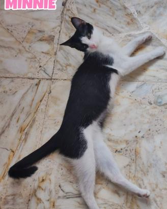 Minne, Heather e Lorella, gattine di quattro mesi