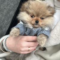 Cane Pomerania Spriz tedesco nano