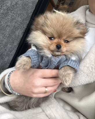 Cane Pomerania Spriz tedesco nano
