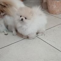 Spitz di pomerania maschietto pedigree