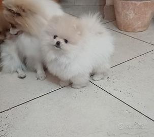 Spitz di pomerania maschietto pedigree